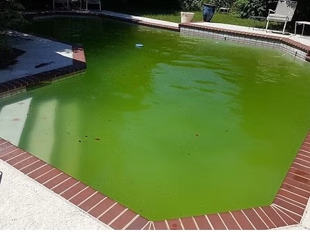 Green neglected pool before acid wash